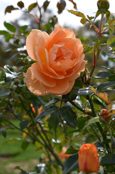 Orange Roses / A stunning orange rose peaking out from the garden.