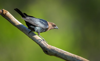 Brown-headed Cowbird (male) / ***