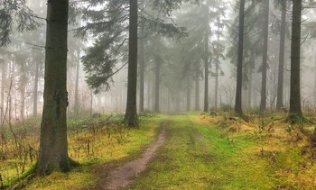 Misty forest / ***