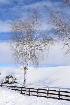 snowy path with tree and fence / snowy path with tree and fence in the mountains in winter