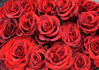 background with red roses / background with detail of a bouquet of red roses
