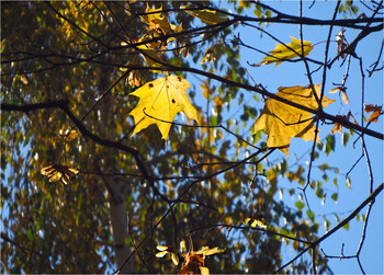 autumn / ***