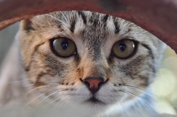 curious kitten / closeup on the eyes of a curious kitten