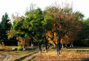 autumn color / ***