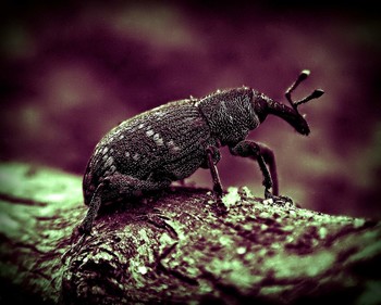 Curious weevil / Weevil resting on a piece of wood