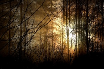 Forest heart / The sun rays piercing the woods on a morning adventure