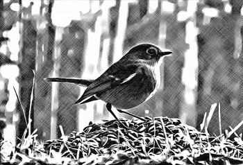 King of the Hill / A robin proudly guarding its pile of seeds