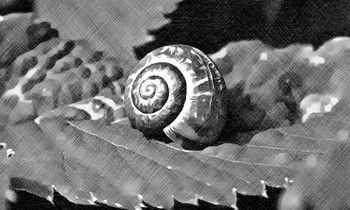 Spiral Shelter / Snail resting comfortably on a leaf