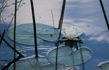 There are lilies in bloom / ***