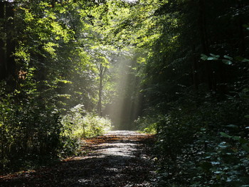 der Weg und das Licht / morgens im Wald ...