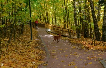 Autumn in the park / ***