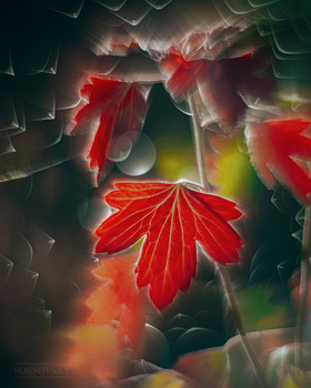 colors of autumn / ***