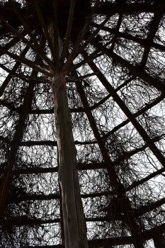Webroot / A view from inside the gazebo in Elizabeth Park. An interesting effect is created by the vines that cover the enclosure.