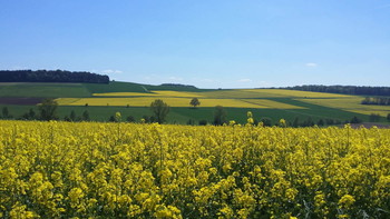 Canola fields / These are the canola fields in spring near my home town.
