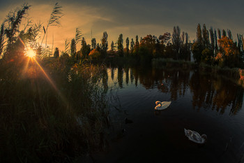 Evening on the lake / ***