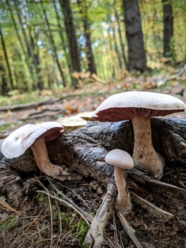 Family of Mushrooms / A beautiful family of mushrooms found by the Bellamy River in NH