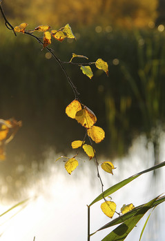 gold autumn / ***