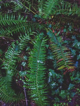 Oregon Fern / Oregon fern amongst ivy on a rainy day.