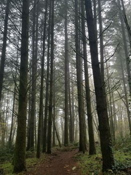 Misty Giants / The mist is creeping into a thinning forest.