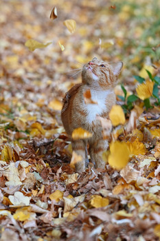  / cat, autumn photo