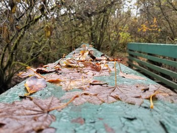 Oregon Autumn / Fall time in the Willamette Valley, Oregon.