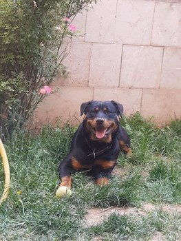smile / dog