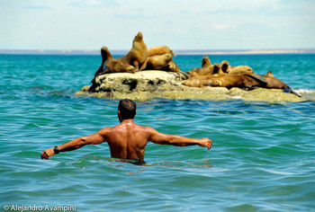 ...and I will tell you who you are / Swimming in a colony of sea lions in Peninsula Valdes - Argentine Patagonia