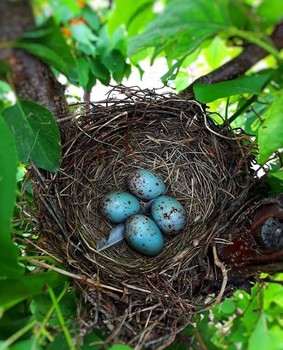 Bird eggs / chicks waiting to be birds