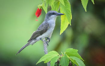 Gray Kingbird (Tyrannus dominicensis) / ***