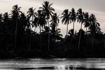 Coconut dreams / Photo taken at Mentawaii Indonesia.