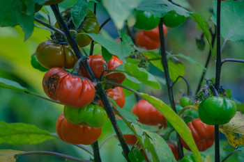 Tomates de la huerta / Tomates en el jardín