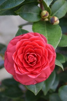 red camellia flower / close-up of a red camellia flower