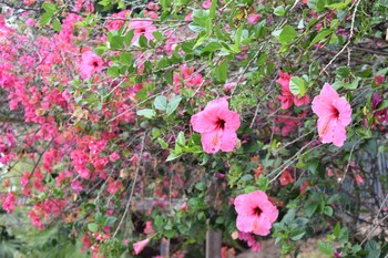 pink hibiscus flowers and bougainvillea / garden with pink hibiscus flowers and bougainvillea