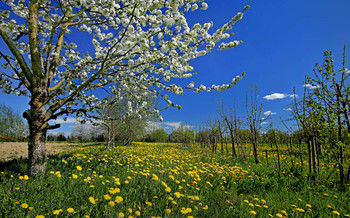 Flowering. / ***