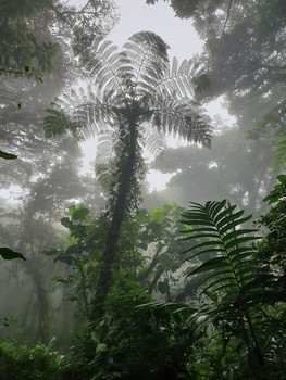 Monteverde, Costa Rica / Cloud forest, Monteverde