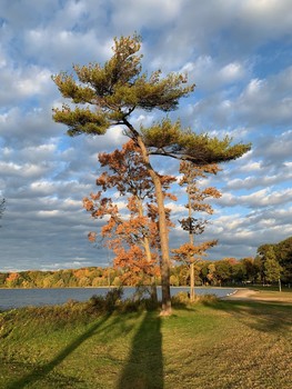 Standing tall / beautiful tree off of Georgian Bay Ontario Canada