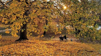 Autumn walk / ***