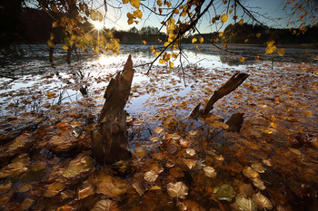 Autumn Pond / ***