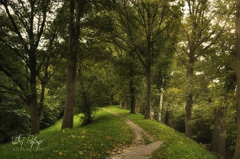 Hobbingen? / Ein Waldweg im Herbst
