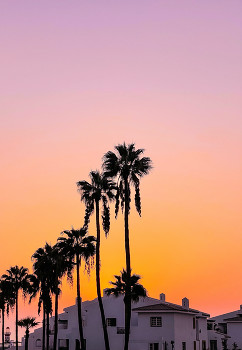 Palm Trees / #1. Palm Trees &amp; a stunning sunset