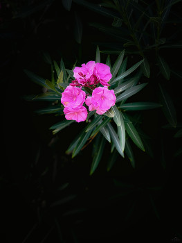 Pink bougainville flower / Close shot of a pink flower. Let me know what you think :)