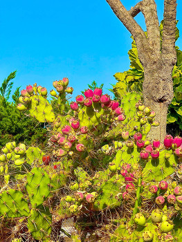 Cactus fruits / Cactus fruits that look and taste delicious.