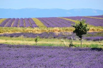 lavender fields / lavender fields in Valensole in Provence