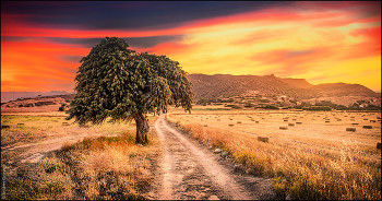 &nbsp; / Sunset with olive tree