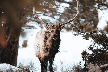 Inquisitive Elk / Beautiful elk in Yellowstone National Park