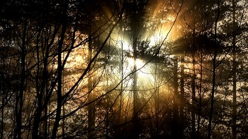 Sunburst / Rays of sunlight piercing the misty morning woods