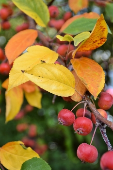 autumn fruits and leaves / fruits of small apples and autumn yellow leaves