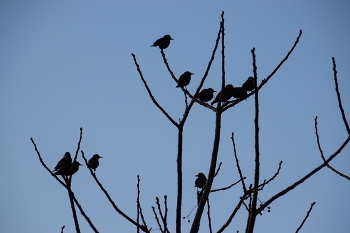 bird silhouette / silhouette of birds on bare branches of tree in winter