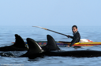 Close Encounter / Kayak among false killer whales in Peninsula Valdes Patagonia Argentina