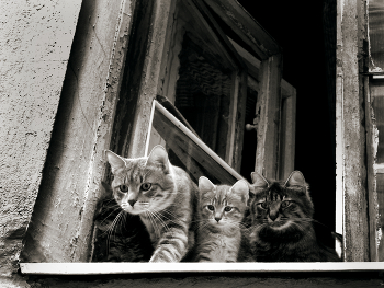 The cat family / ***